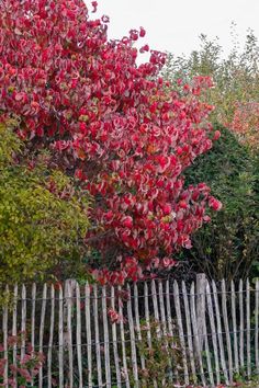 a white picket fence next to a tree with red leaves on it's branches