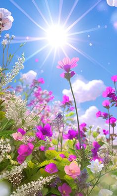 the sun shines brightly over a field of flowers