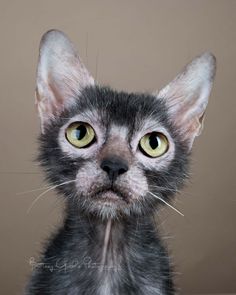 a close up of a cat with green eyes