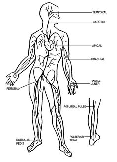 Pulse Sites Nursing, Pulse Sites, Medical Spanish, Neurology Nursing, Phlebotomy Study, Nursing Hacks, Cna School, Nurse Drawing, Cartoons Krishna