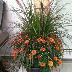 a potted plant with orange and yellow flowers