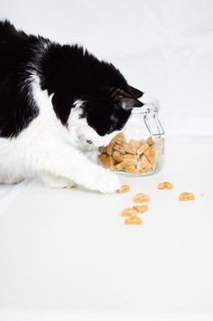 a black and white cat eating out of a glass jar filled with nuts on top of a table