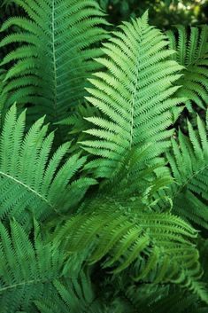 green leaves are shown in the sunlight