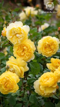 yellow roses are blooming in the garden