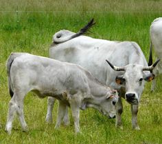 three white cows grazing in a grassy field