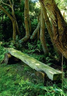 a wooden bench sitting in the middle of a forest filled with green grass and trees