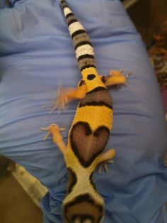 a yellow and black striped gecko laying on top of a blue sheet with its tail curled up