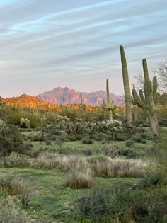 the desert has many cacti in it and there are mountains in the background