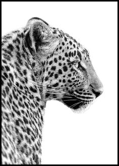 a black and white photo of a leopard