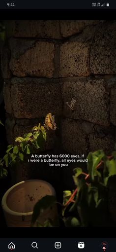 a butterfly sitting on top of a brick wall next to a potted plant in front of it