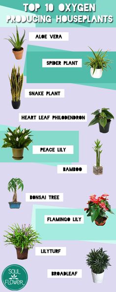 the top ten houseplants for beginners to grow in their own garden area