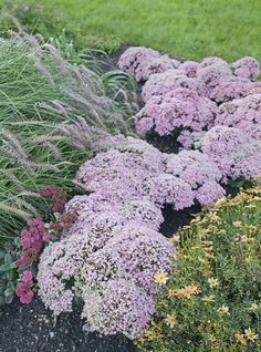 various types of flowers and plants in a garden