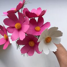 pink and white flowers are being held by a person's hand on a white background