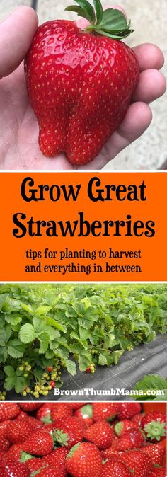 grow great strawberries tips for planting to harvest and everything in between