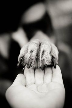 a person holding a dog's paw with it's claws in the air