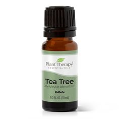 With a fresh, medicinal, almost woody aroma, Tea Tree brings its powerhouse benefits to the table. Unmatched in its uses for skin concerns, this oil is a must-have when you need something powerful yet gentle on the skin. When diluted appropriately, Tea Tree can help calm blemishes, irritated skin, and bug bites. It’s soothing enough to help restore skin after exposure to the sun and bring balance if you’re prone to excess oil. While it truly shines when used topically, it also makes a wonderful Natural Bug Bite Remedy, Diy Cleaning Spray, Plant Therapy Essential Oils, Fragrance Lab, Oil Making, Soap Making Recipes, Cleaner Recipes, Natural Aromatherapy, Essential Oils For Skin