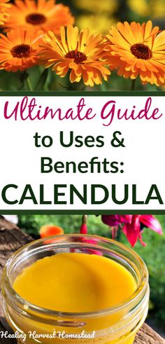 the ultimate guide to use and benefits calendula