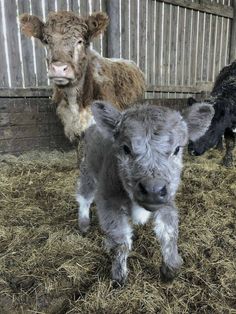 two baby cows standing next to each other in hay