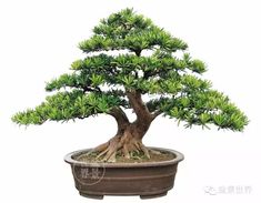 a bonsai tree in a pot on a white background