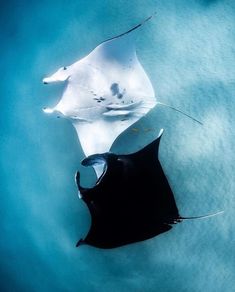 two sting rays swimming in the water near each other