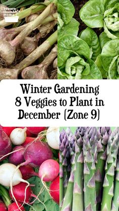 several different types of vegetables with the title winter gardening 8 veggies to plant in december zone 9