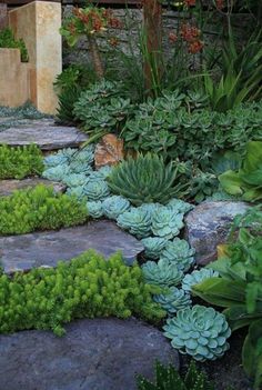 a garden with various plants and rocks in the foreground, including succulents