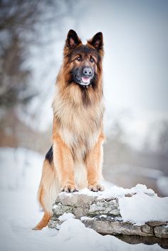 a brown and black dog sitting on top of snow covered ground