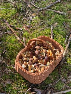 a basket filled with nuts sitting on top of a grass covered field next to trees