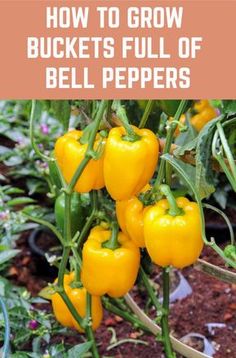 yellow bell peppers growing in the garden with text overlay that reads how to grow buckets full of bell peppers