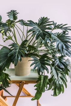 there is a potted plant on top of a table