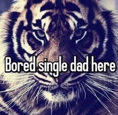 a tiger with the words bored single dad here