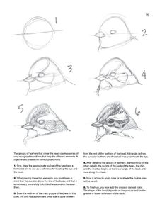 an instruction manual for drawing birds