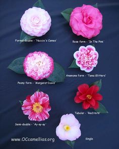 the different types of flowers are shown in this image, including pinks and red