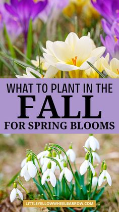 flowers with the words what to plant in the fall for spring blooms on top and bottom