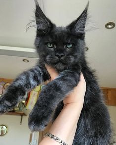 a black cat is being held up in the air by someone's arm and paw