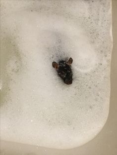 a mouse is sitting in the bathtub full of water