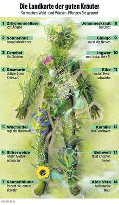 Herbal Witch, Healing Plants, Healing Herbs, Medicinal Plants, Physical Health, Natural Healing