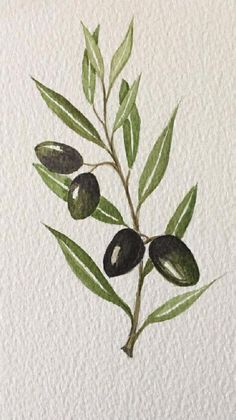 an olive branch with green leaves is shown in this watercolor painting on white paper