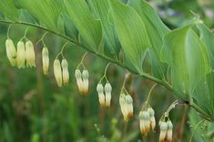 some white flowers are hanging from a green leaf