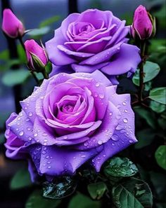 two purple roses with water droplets on them