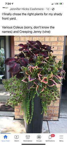 a plant with purple and green leaves in a black pot on the sidewalk next to a brick building