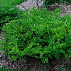 a green bush is growing in the dirt