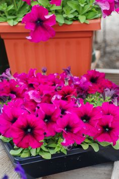 purple petunias in a black container on a wooden table next to a potted plant