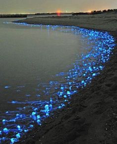 there are many blue lights in the water on the beach and it looks like they're floating