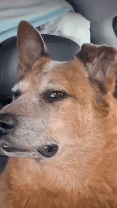 a dog is sitting in the back seat of a car with his head turned to the side