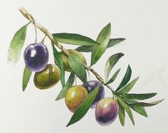 a painting of olives on a branch with leaves