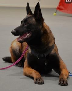 a german shepherd is sitting on the floor