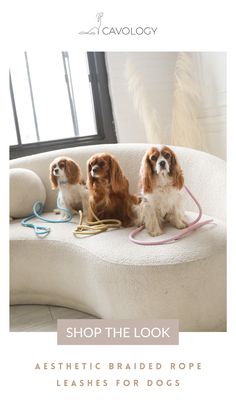 two small dogs sitting on top of a white couch in front of a window with the caption shop the look aesthetic braided rope leashes for dogs