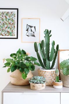 some plants are sitting on top of a dresser