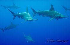 a group of sharks swimming in the ocean